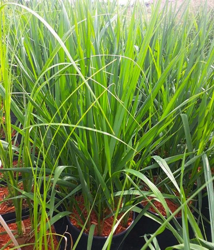 Jak sprać trawę ze spodni