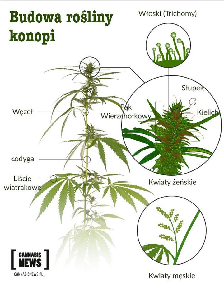 Przemysłowy CBD z konopi