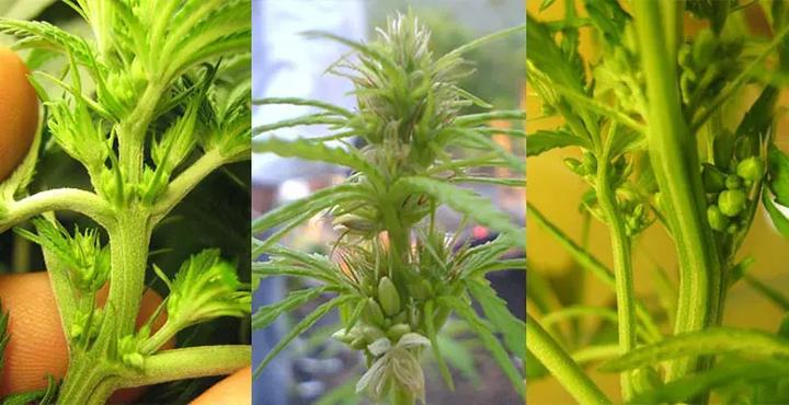 Właściwości psychotropowe konopi męskiej