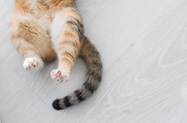 Jak wykonać efektowny ogon do stroju kota krok po kroku