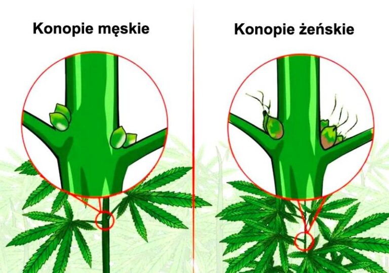 Męska konopia a THC – co warto wiedzieć?